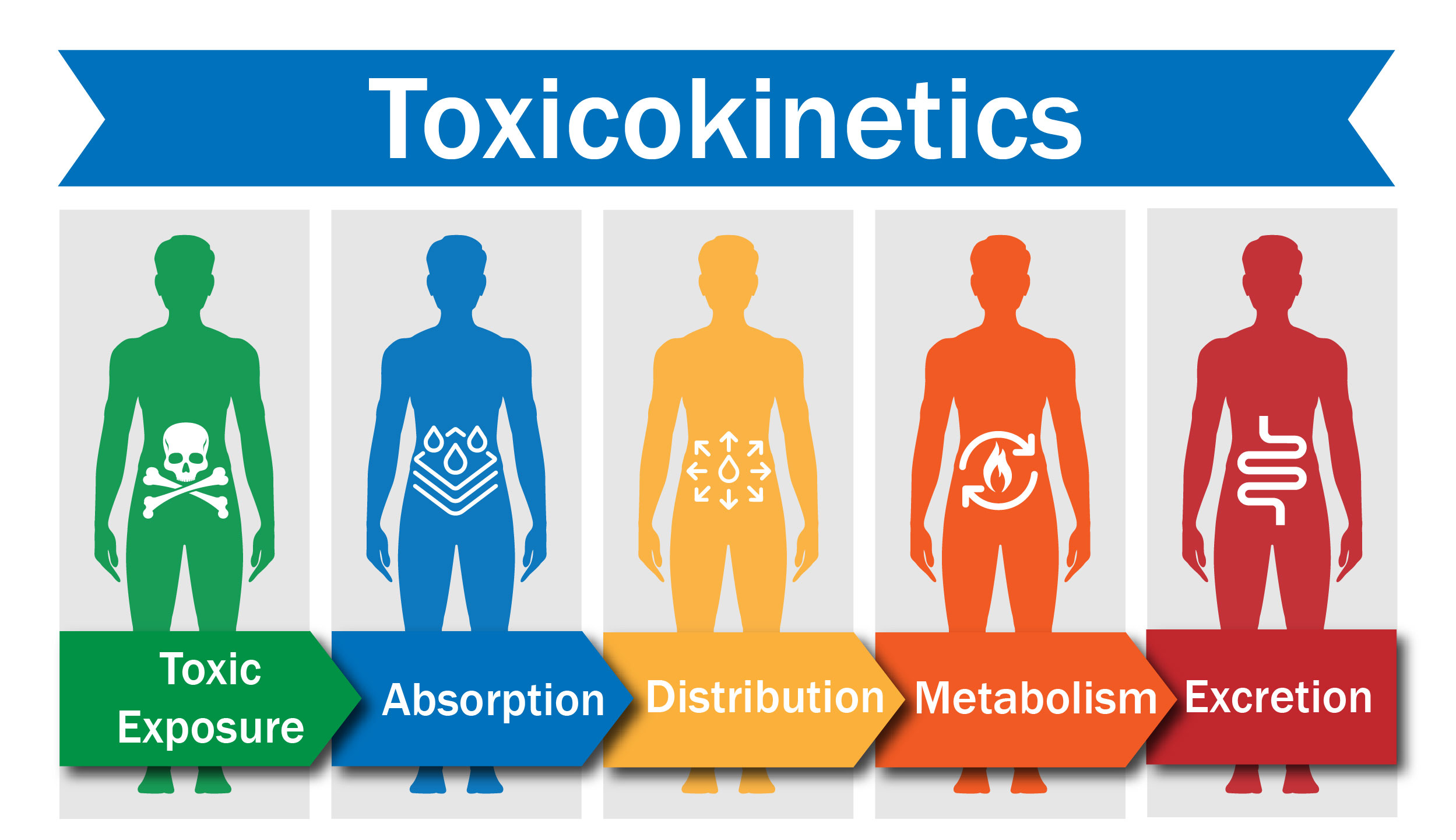 toxicokinetics