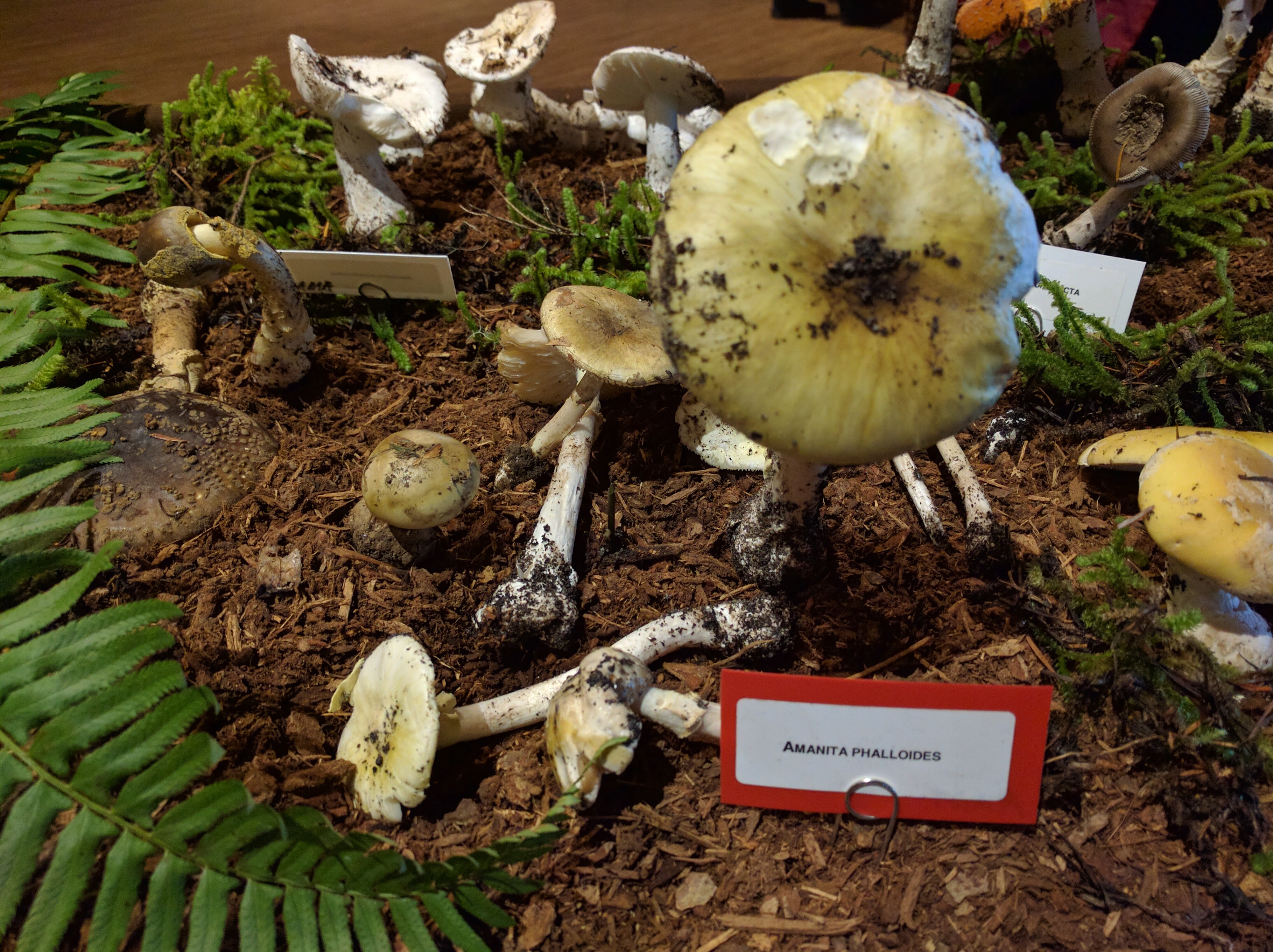 amanita phalloides mushrooms