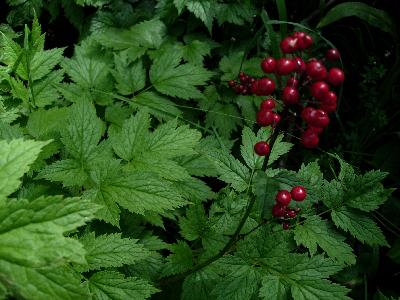 Picture of baneberry with red berries