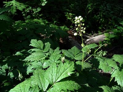 Picture of baneberry plant with white berries