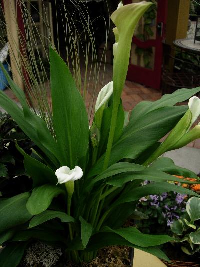 Picture of calla lily