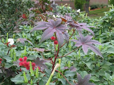 Picture of castor bean