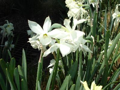 Picture of daffodil