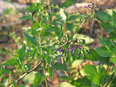 Picture of nightshade with green berries