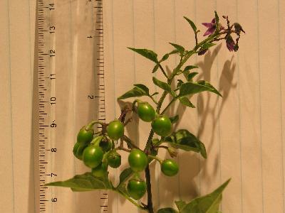 Picture of nightshade with green berries