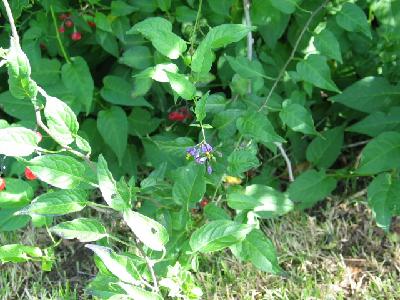 Picture of nightshade with red berries and blue flowers