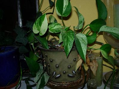 Devil's Ivy in a ceramic pot