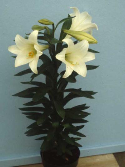 Easter Lily with yellow bulbs