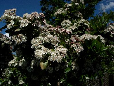 firethorn with white flowers