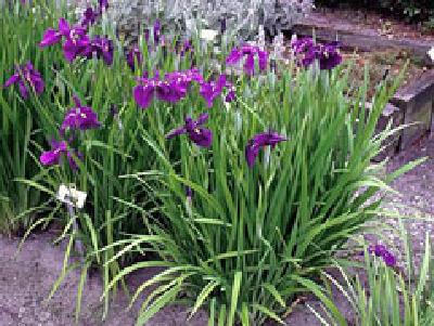Iris with purple flowers