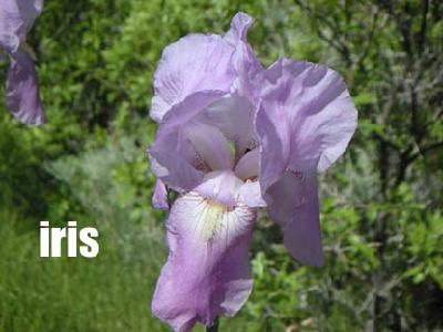Iris flower only