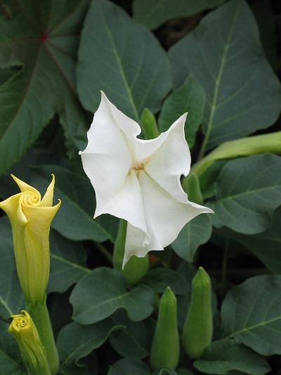 Jimson Weed with a white bulb
