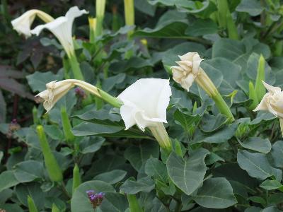 Jimson Weed with multiple white bulbs