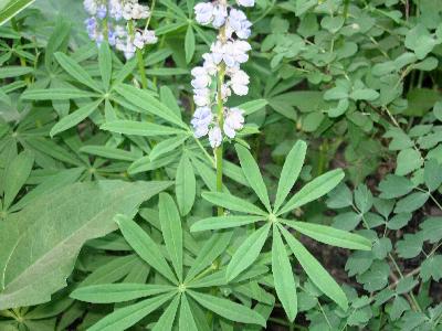 Lupine with white petals