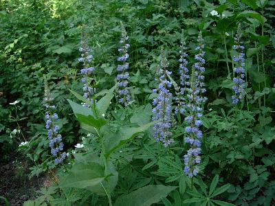 Lupine with blue flowers