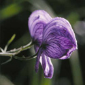 Singular flower of Western Monkshood