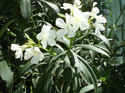 Oleander with white petals in sunlight