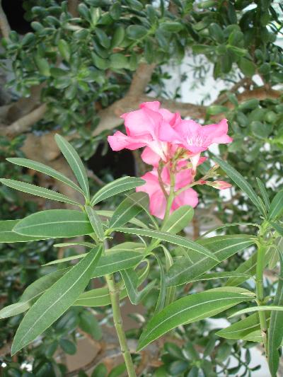 Oleander with Pink Petals