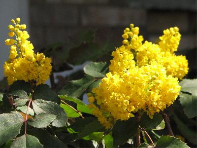 Oregon grape with yellow flower
