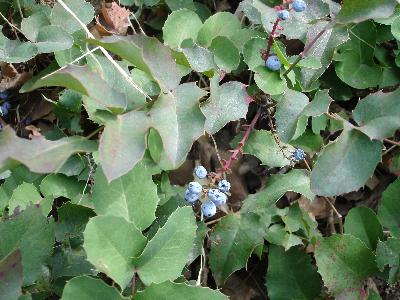 Oregon grape with spiky leaves
