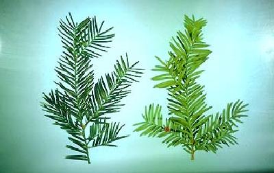 Pacific Yew with a green background
