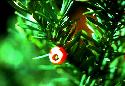 Pacific Yew with a red bulb
