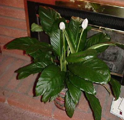 Potted Peace Lily with brick background