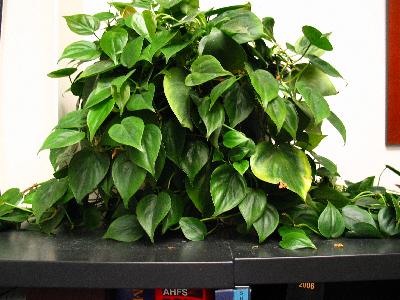 Philodendron on a black table