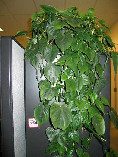 Philodendron hanging off a monitor