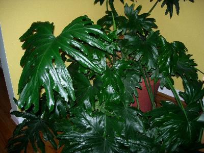 Brown Potted Philodendron