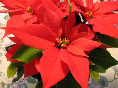 Red-flowered Poinsettia
