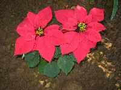 A red Poinsettia with dual bulbs