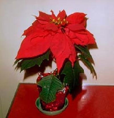 A Poinsettia in a sparkly red pot