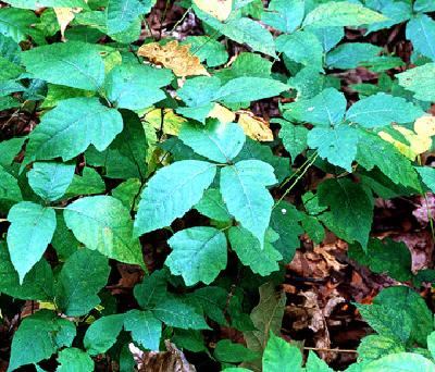 Poison ivy with slight yellow leaves