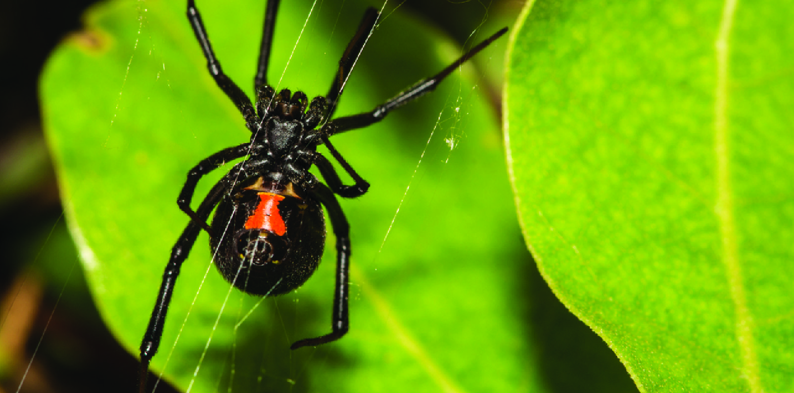 black widow spider hanging from silk threads in front of green leaves