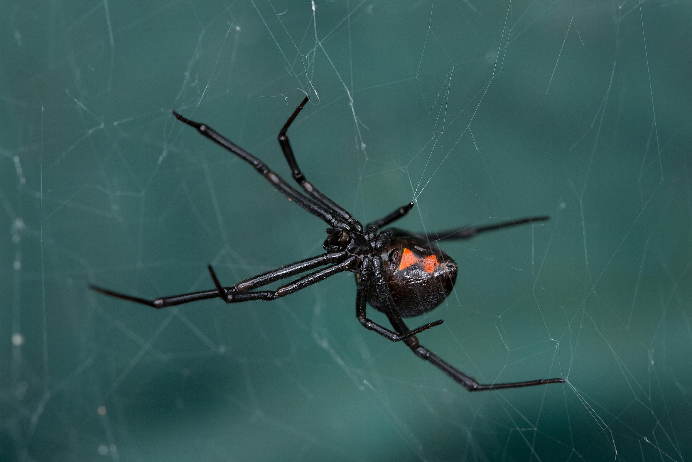 Black widow spider on web