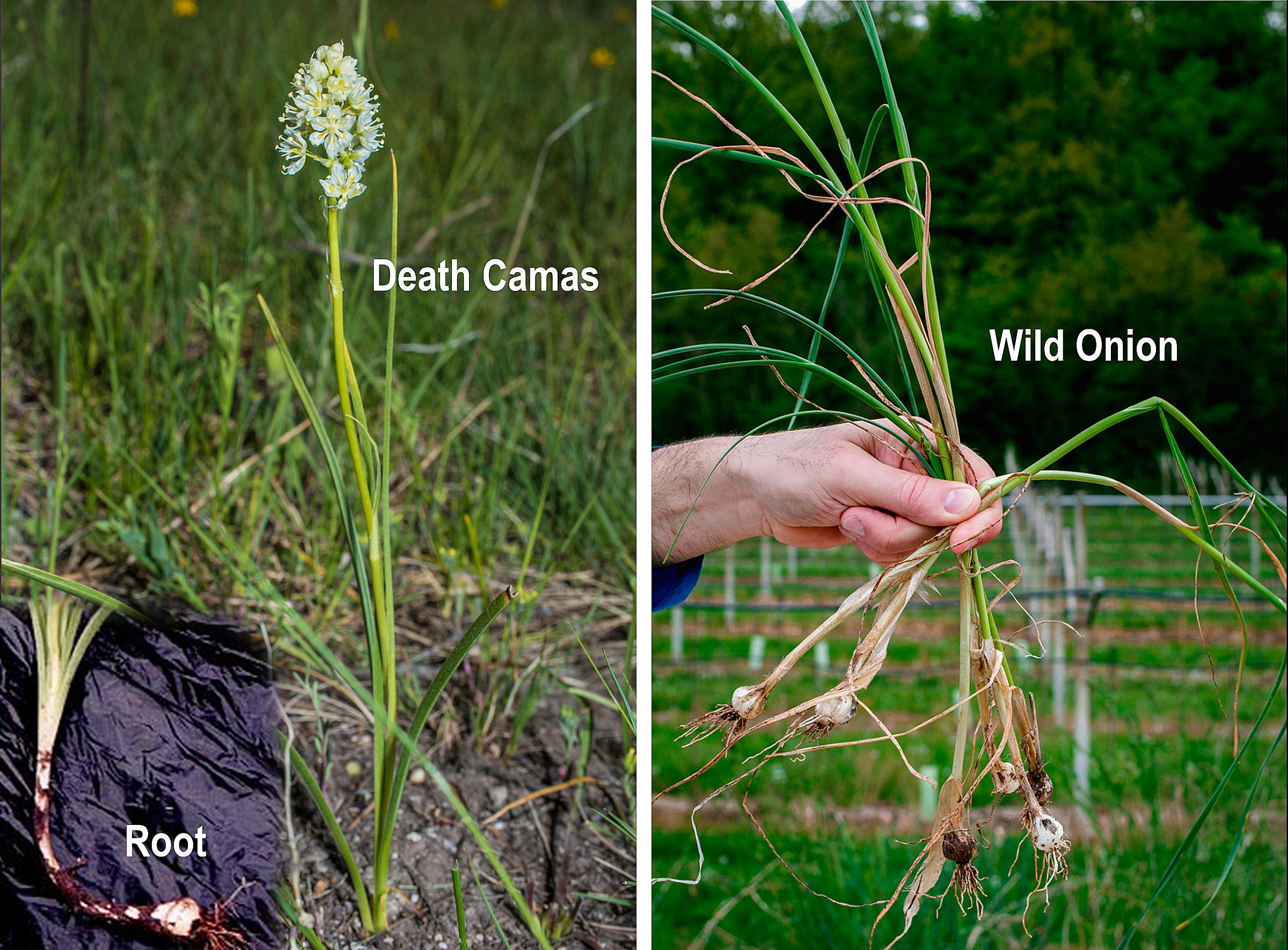 Death Camas VS Wild Onion plant comparison