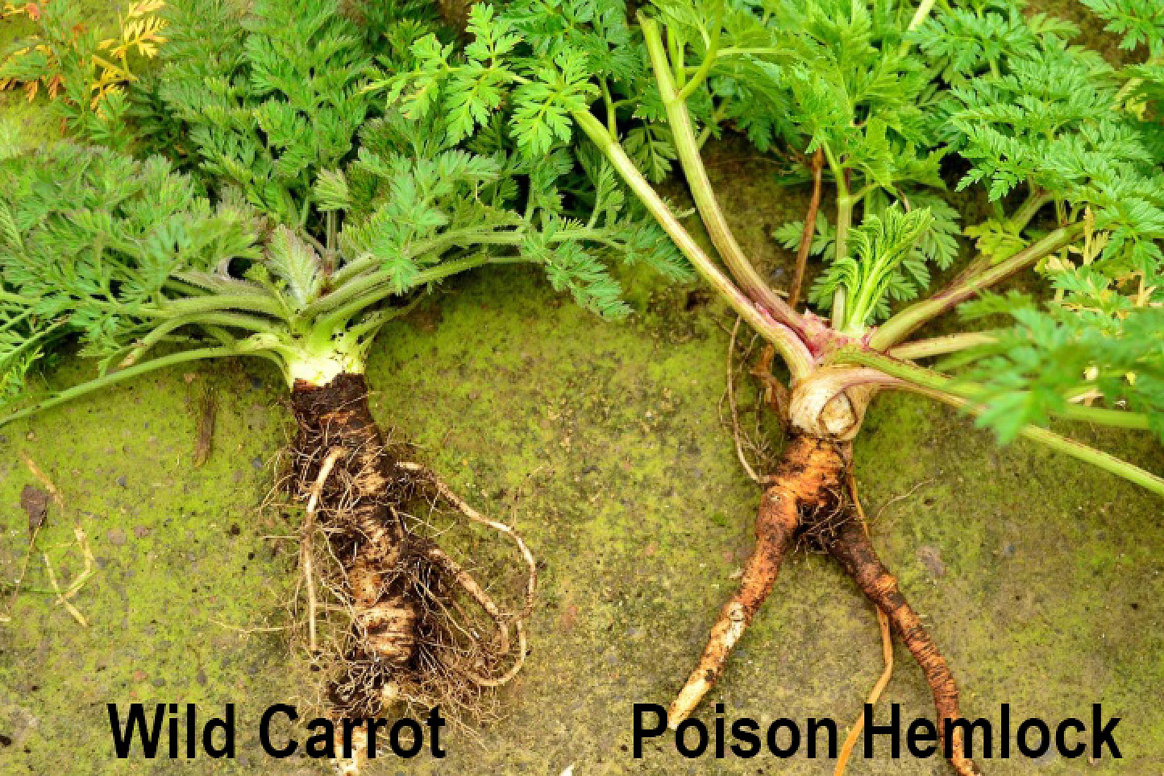 Wild Carrot left vs Poison Hemlock right root comparison
