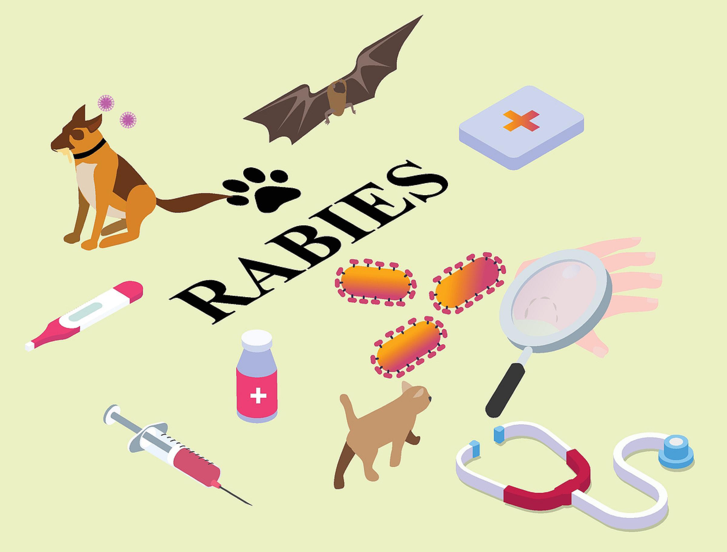 Animals and medical treatment related to rabies