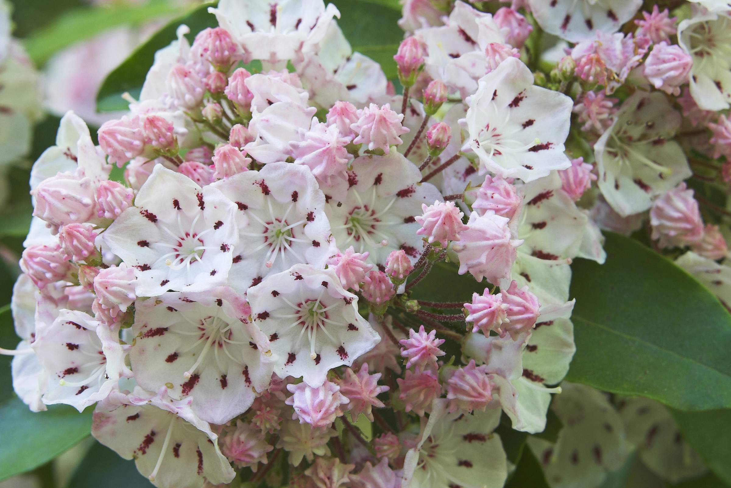 Small white and pink mountain laurel (Kalmia latifolia) flowers