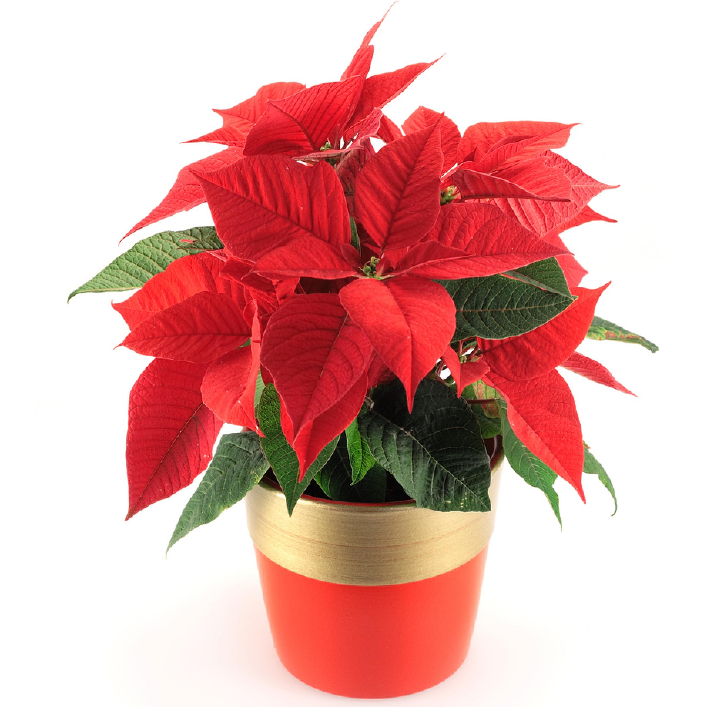 Poinsettia Plant