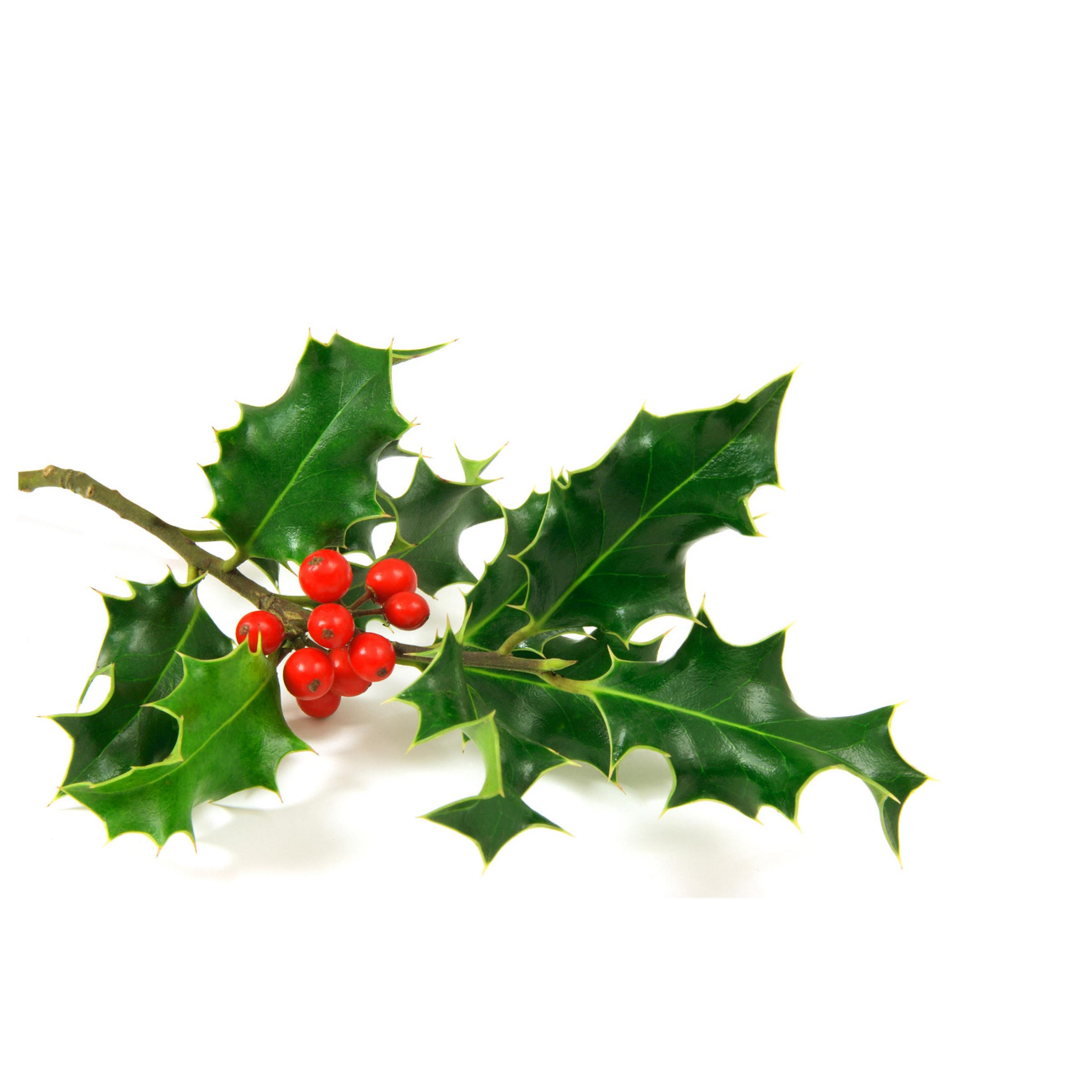 Holly branch