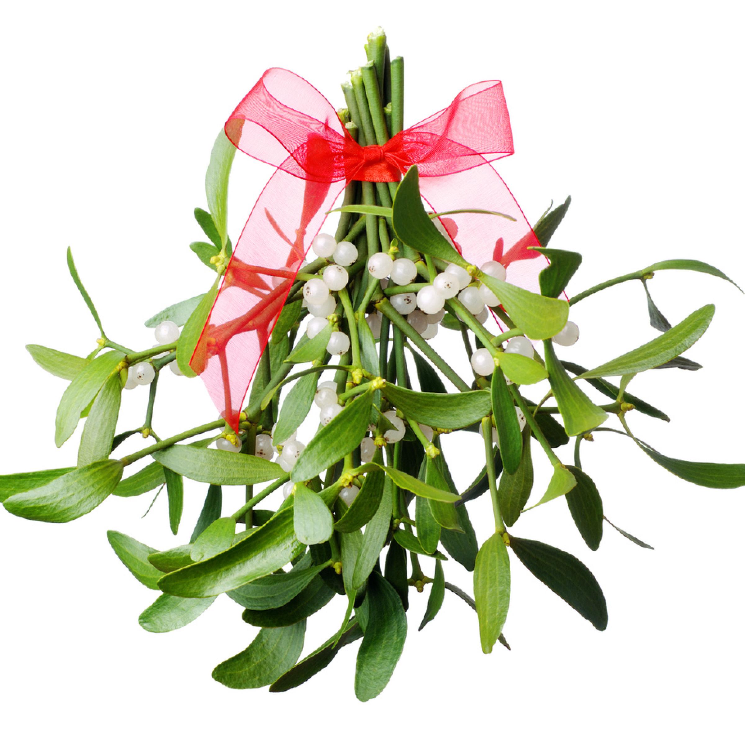 Mistletoe Plant