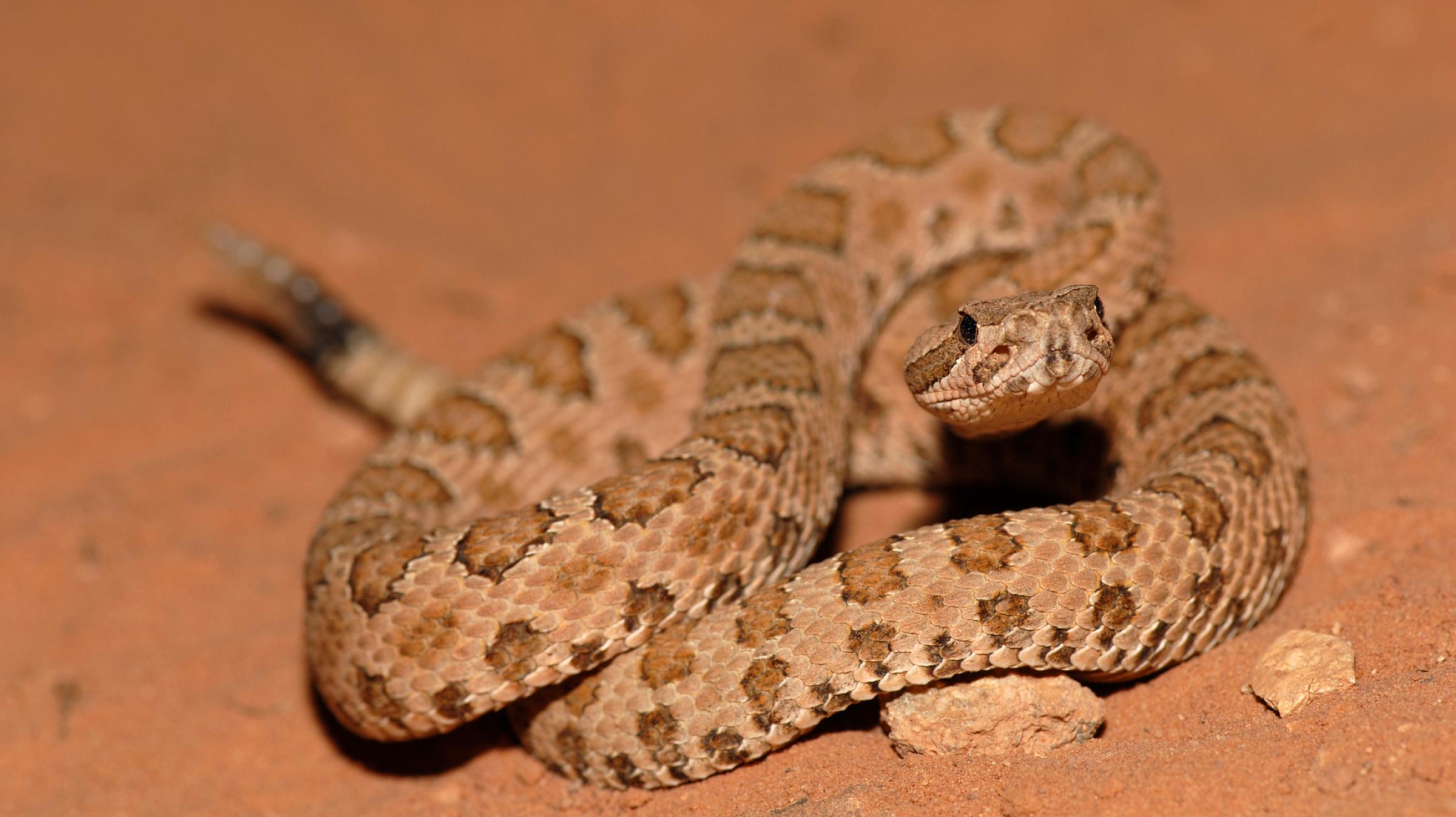 Midget Faded Rattlesnake